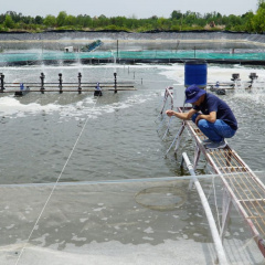 Sức đề kháng tôm nuôi suy giảm theo giá bán